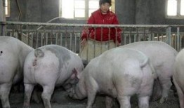 猪价最新爆料图片高清,高清爆料揭示市场新动态